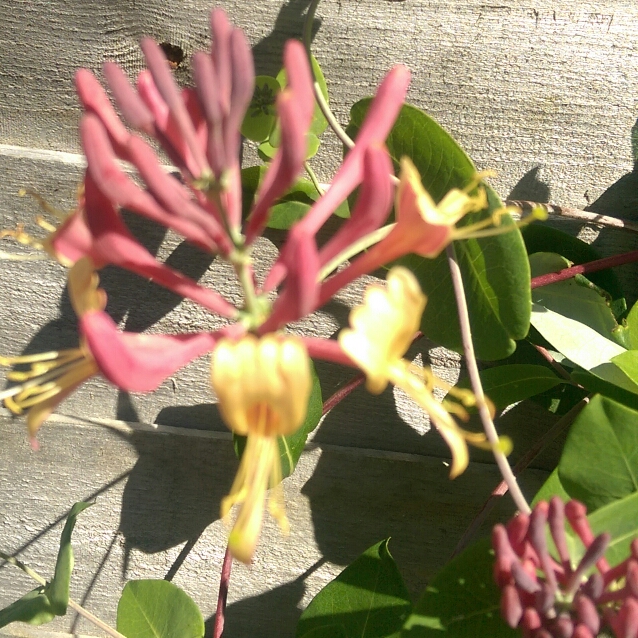 Plant image Lonicera x heckrottii 'Gold Flame'