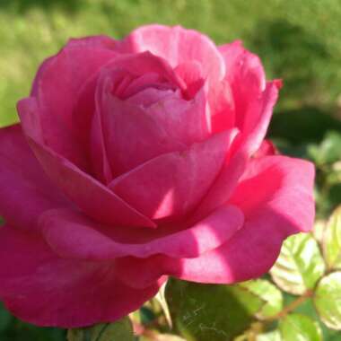 Rose (Miniature)