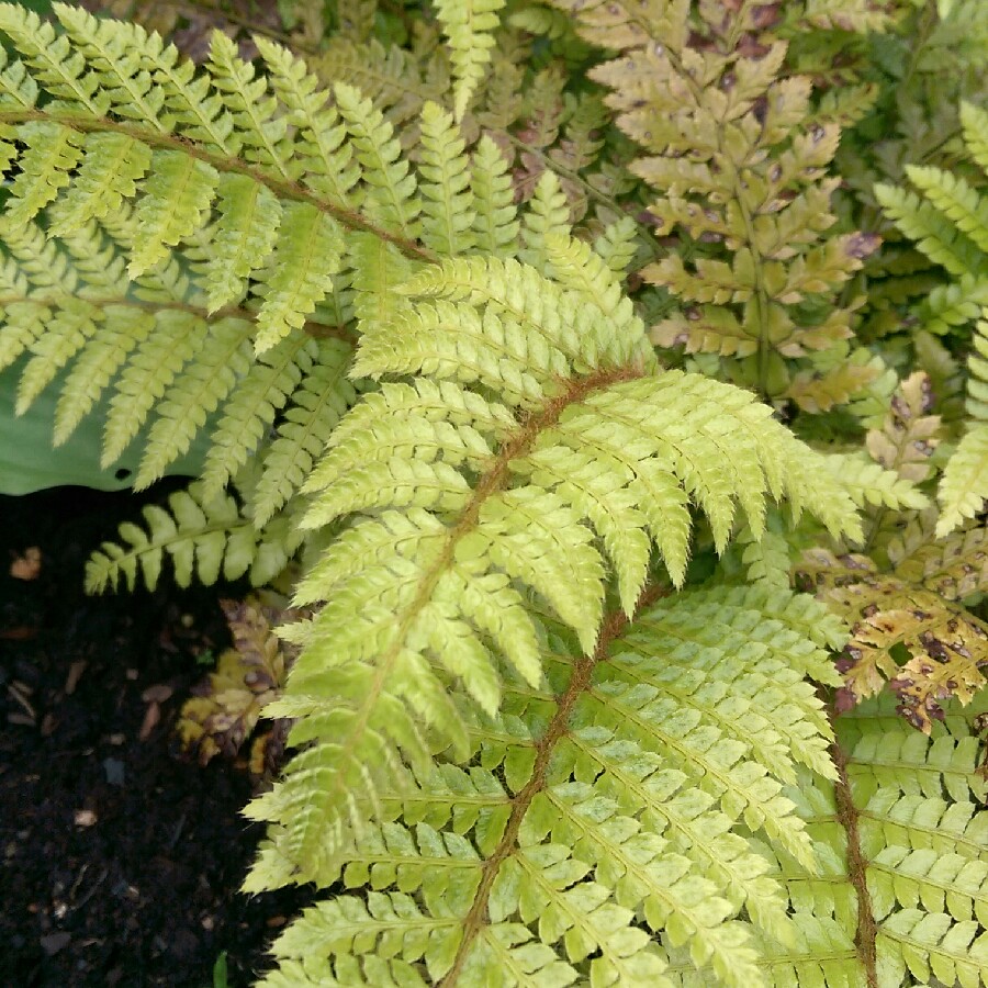 Plant image Polystichum Polyblepharum