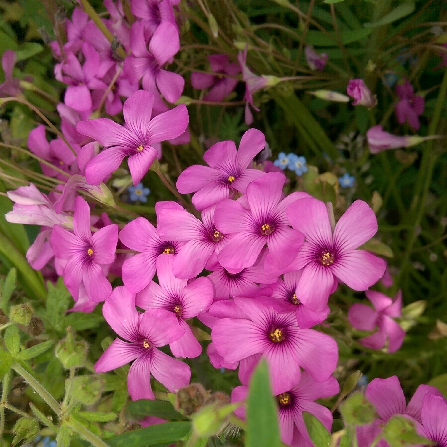 plant image 92143
