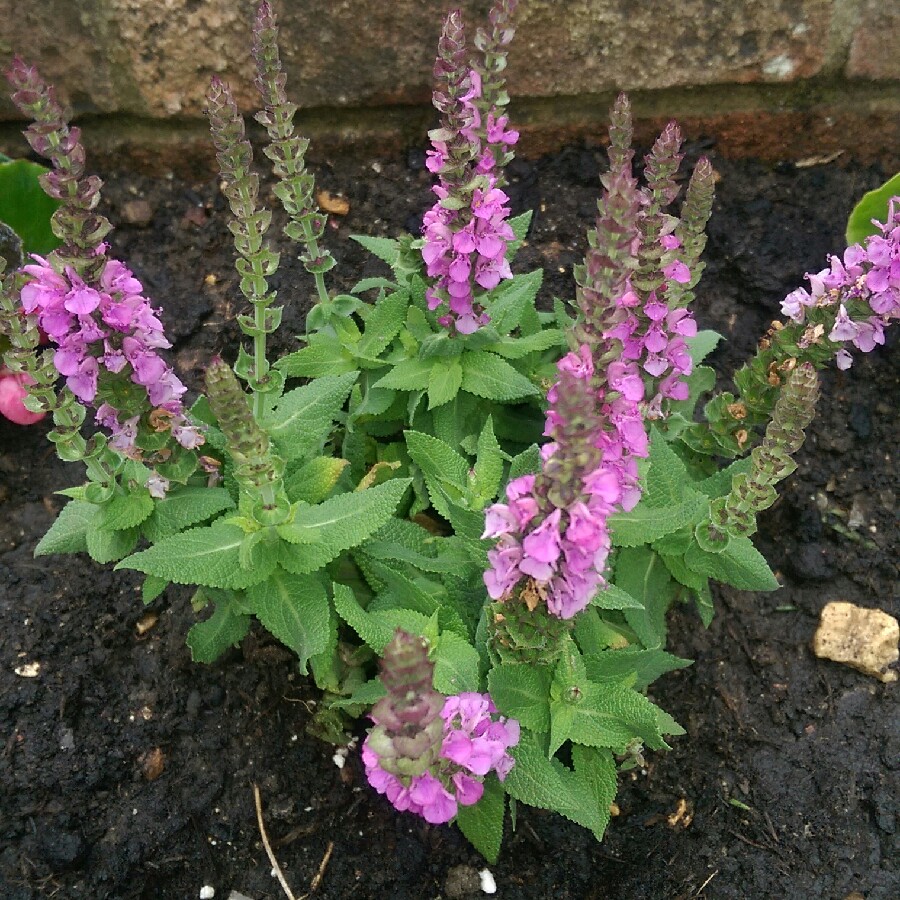 Plant image Salvia nemorosa 'Sensation Rose' (Sensation Series)
