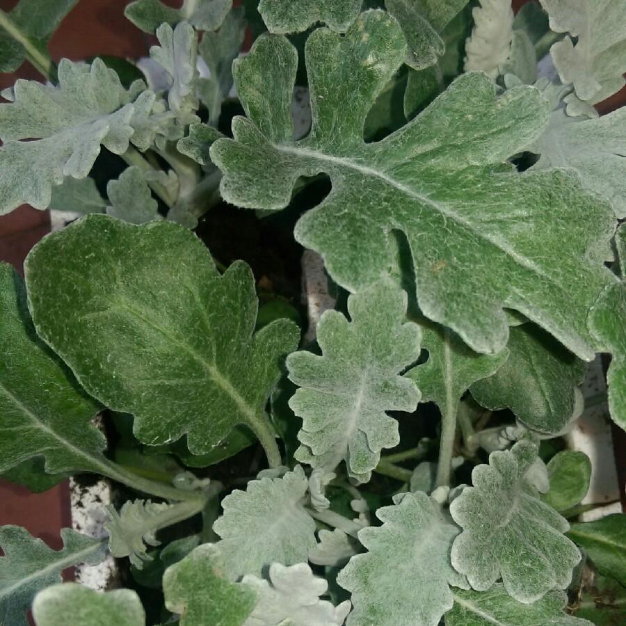 Plant image Senecio cineraria 'Silver Dust'