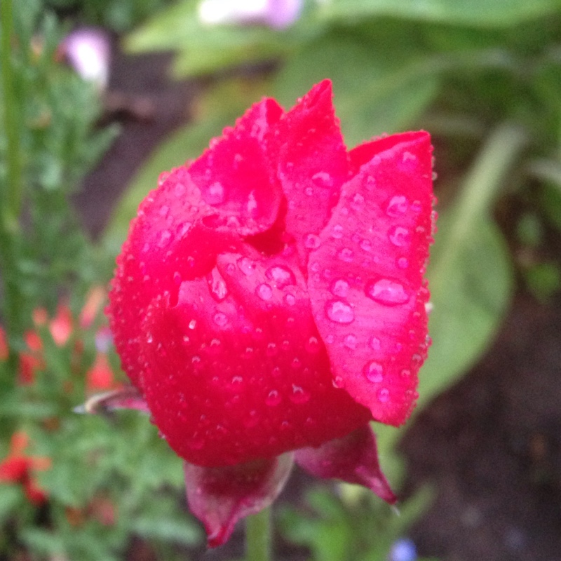 Persian Buttercup