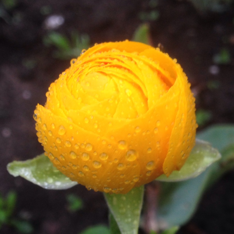 Persian Buttercup