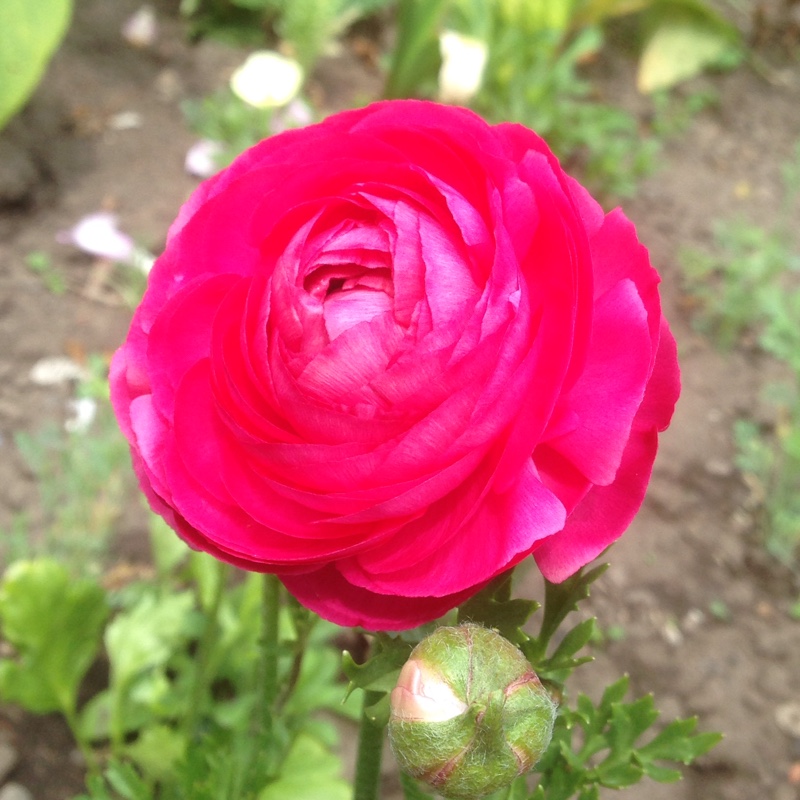 Persian Buttercup