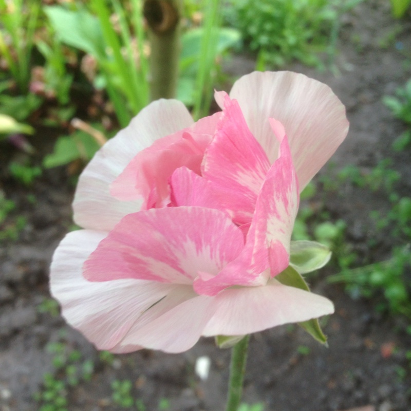 plant image 127224 plant image 127224