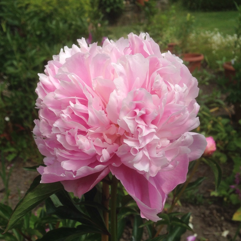 Peony 'Bowl of Beauty' (Herbaceous)