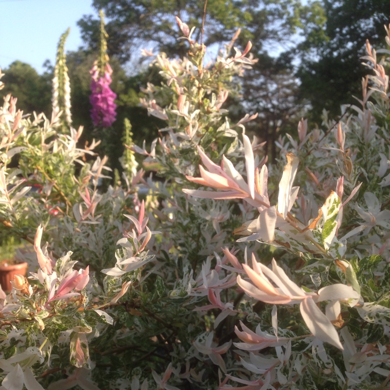 Dappled Willow 'Hakuro-nishiki'