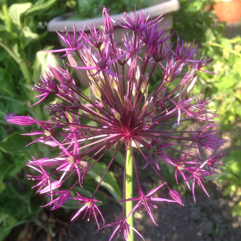 Allium