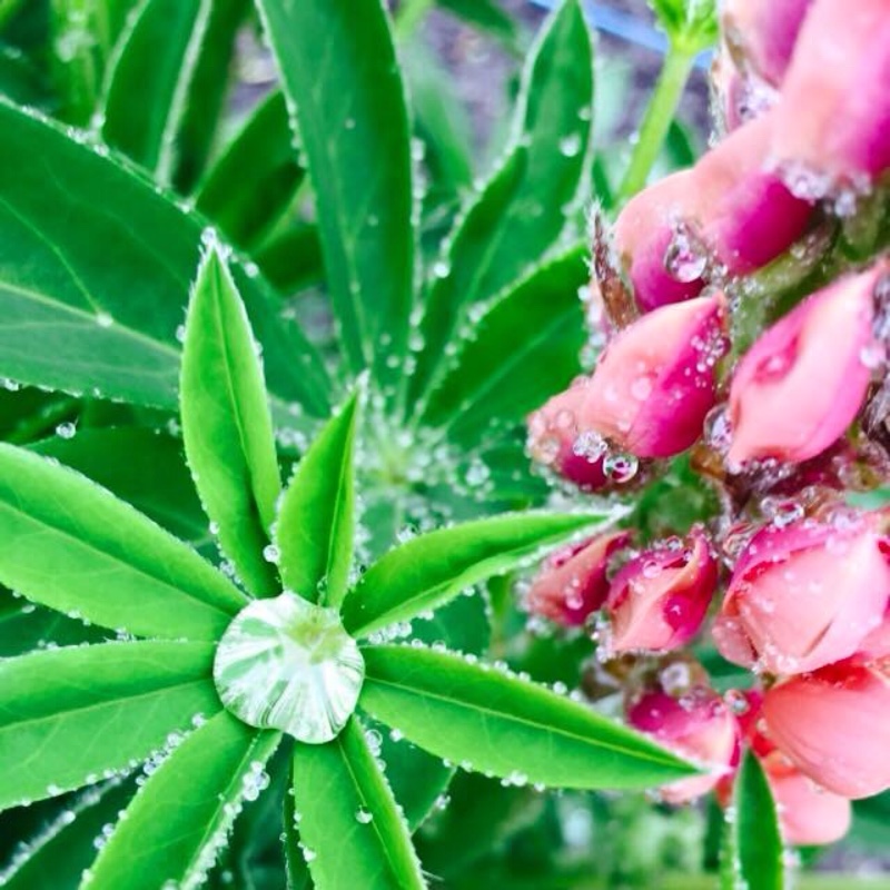 plant image 127249