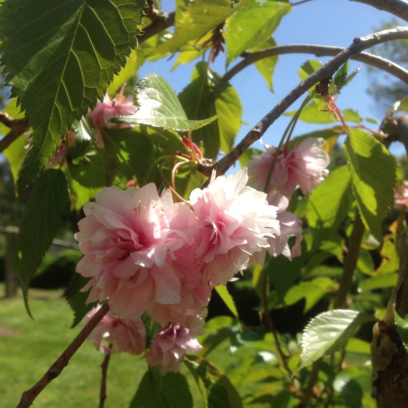 Plant image Prunus Serrulata 'Kiku-Shidare Zakura'