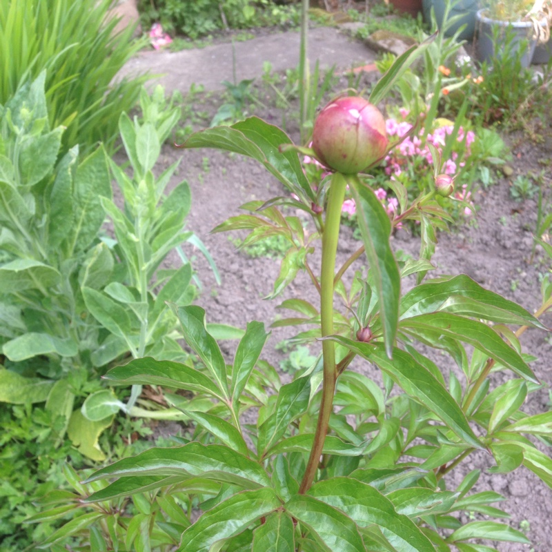 plant image 78606 plant image 78606