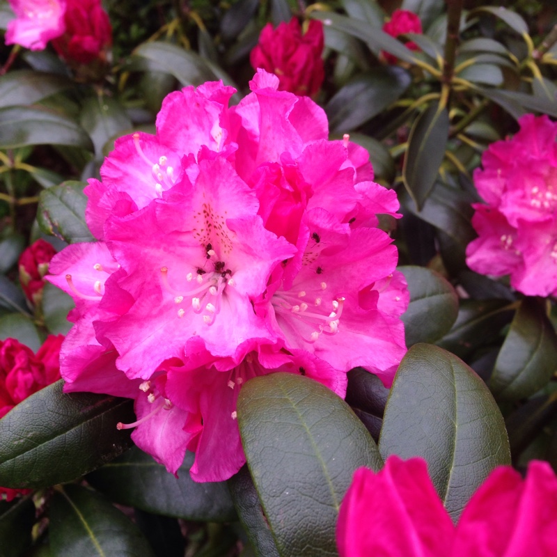 Rhododendron