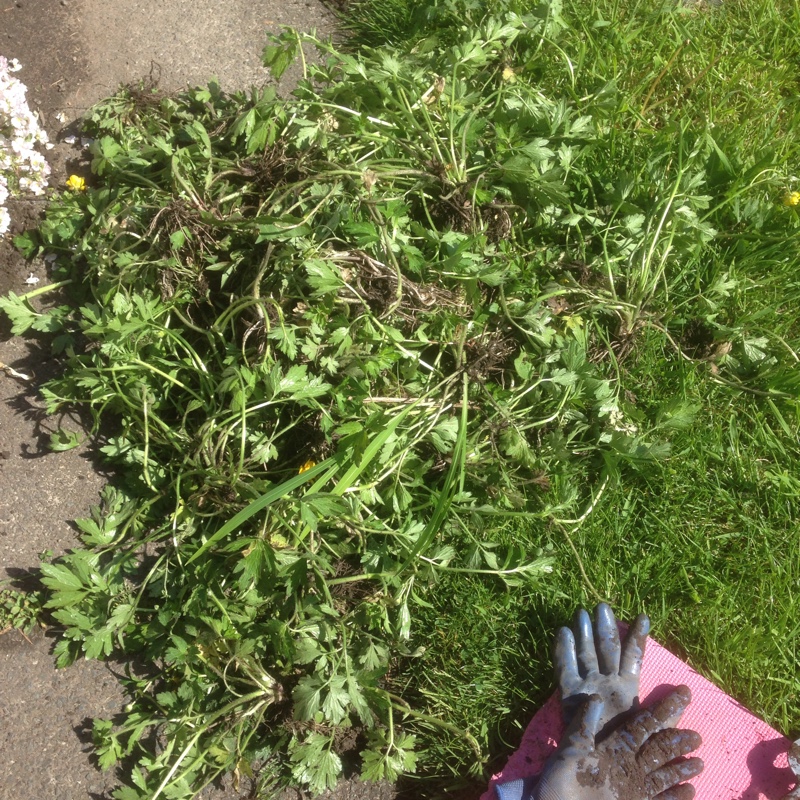 plant image 84284