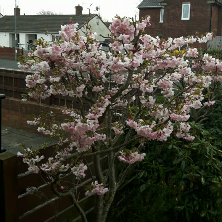 plant image 1253436