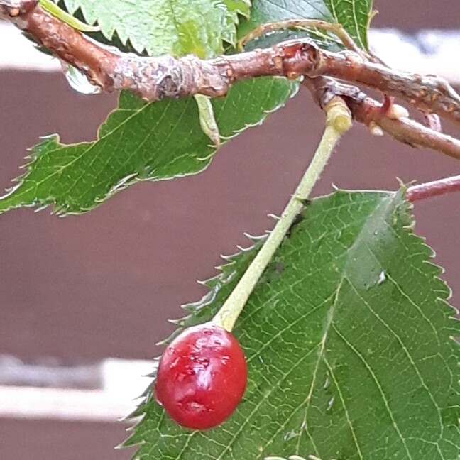 plant image 129142