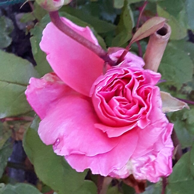 Plant image Rosa 'Blessings'