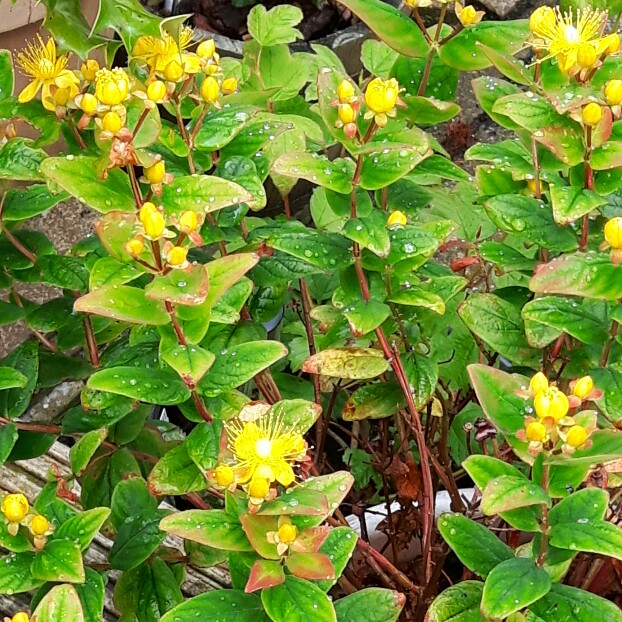 Plant image Hypericum 'Golden Beacon'