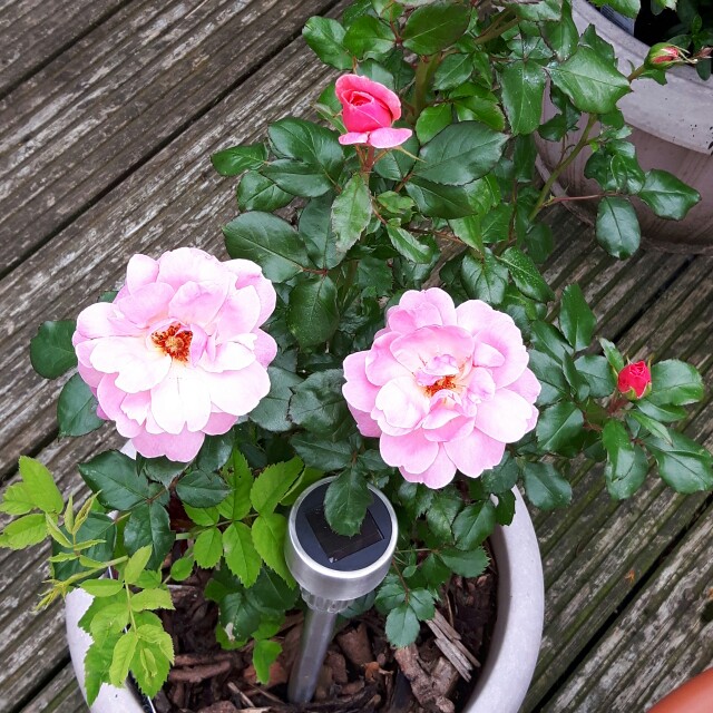 Plant image Rosa 'Fragrant Delight'