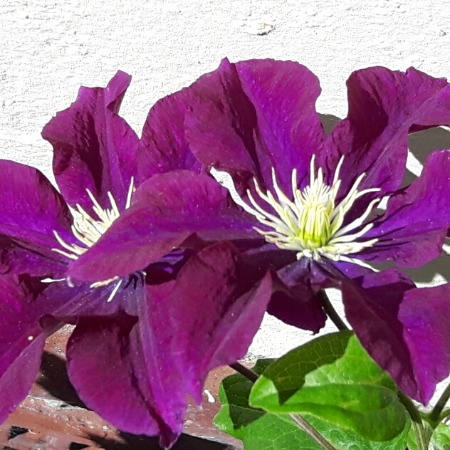 Plant image Clematis 'Warsaw Nike'