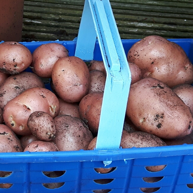 Plant image Solanum tuberosum 'Desiree'