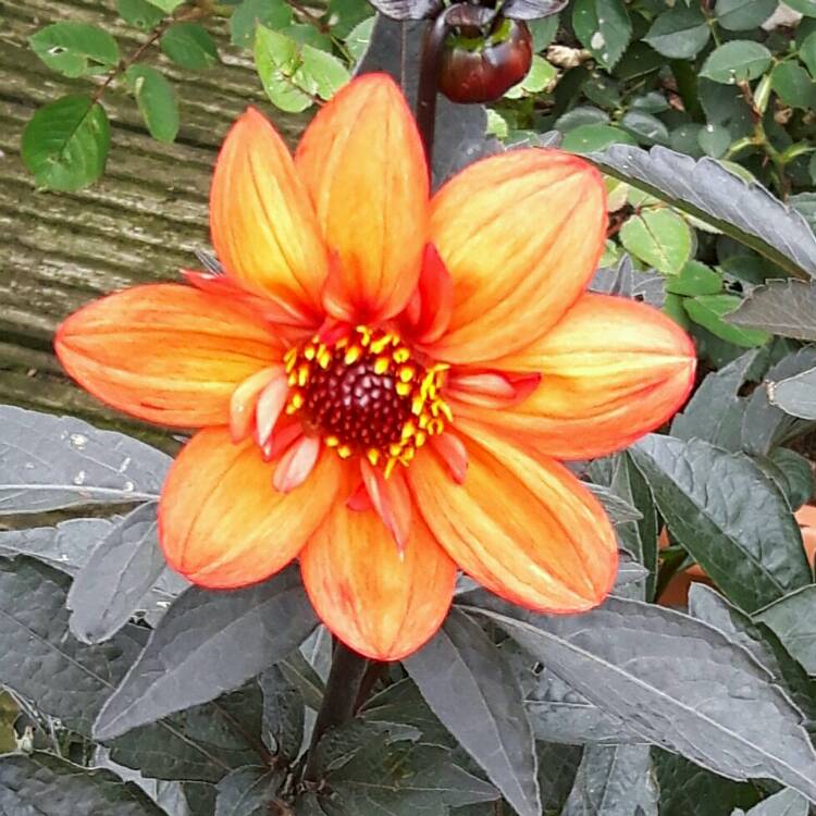 Plant image Dahlia 'Dream Seeker' syn. Dahlia 'Fifteen Love'