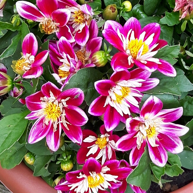 plant image 223159