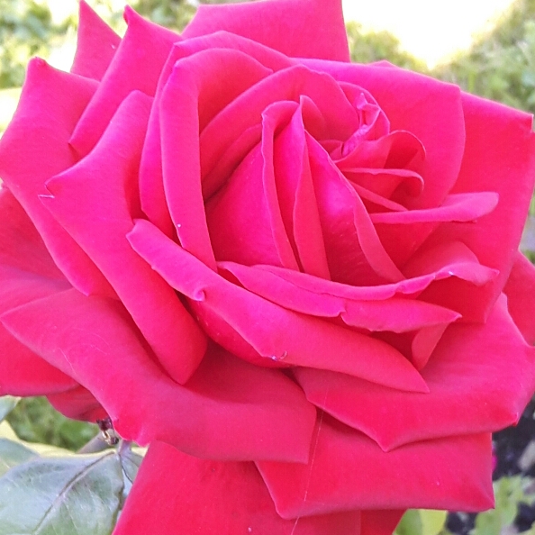 plant image 226019