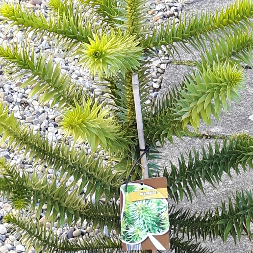 Plant image Araucaria araucana