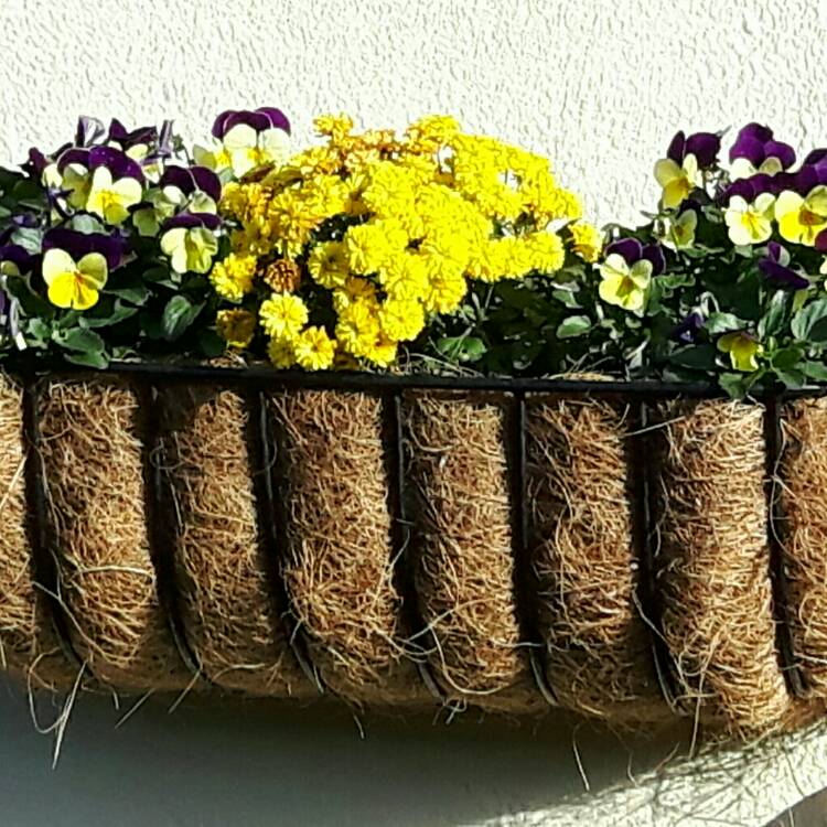 Plant image Viola cornuta 'Penny™ Yellow Jump Up'