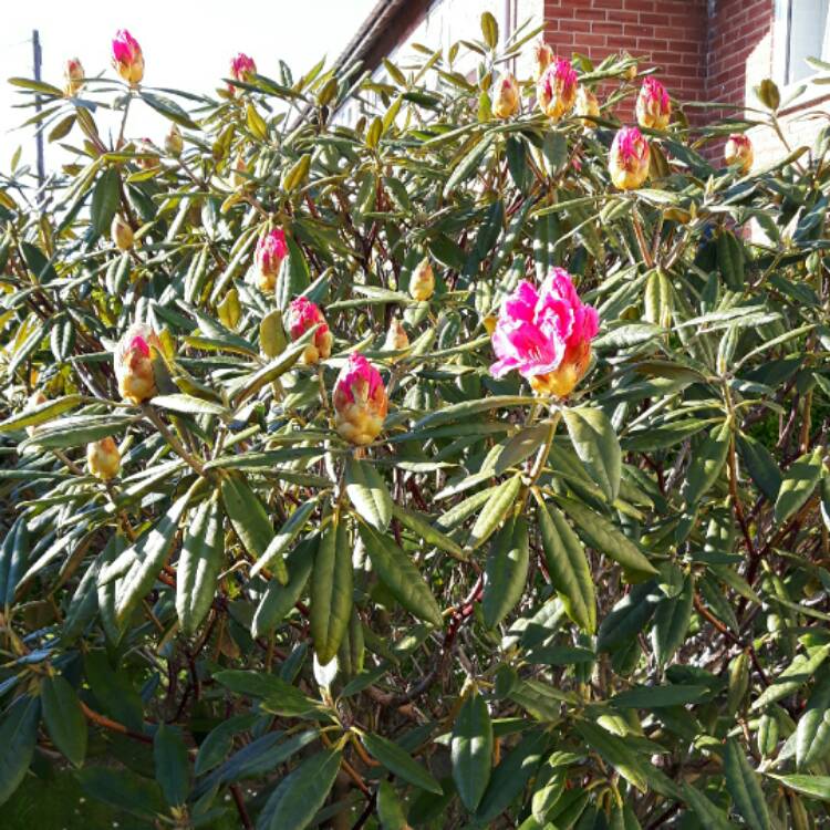 plant image 393530 plant image 393530