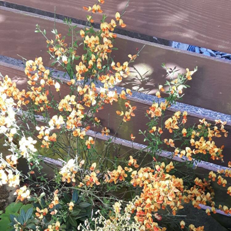 Plant image Cytisus x beanii