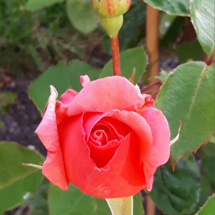 Plant image Rosa 'Blessings'
