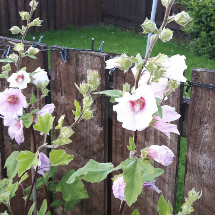 Plant image Lavatera x clementii 'Barnsley Baby'
