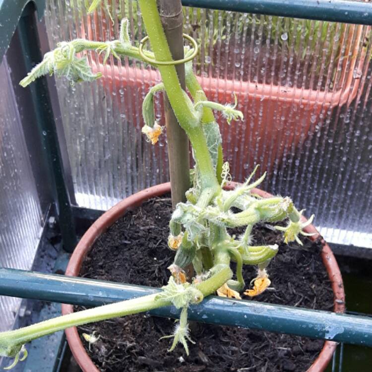 Plant image Cucumis Sativus 'Hana' F1