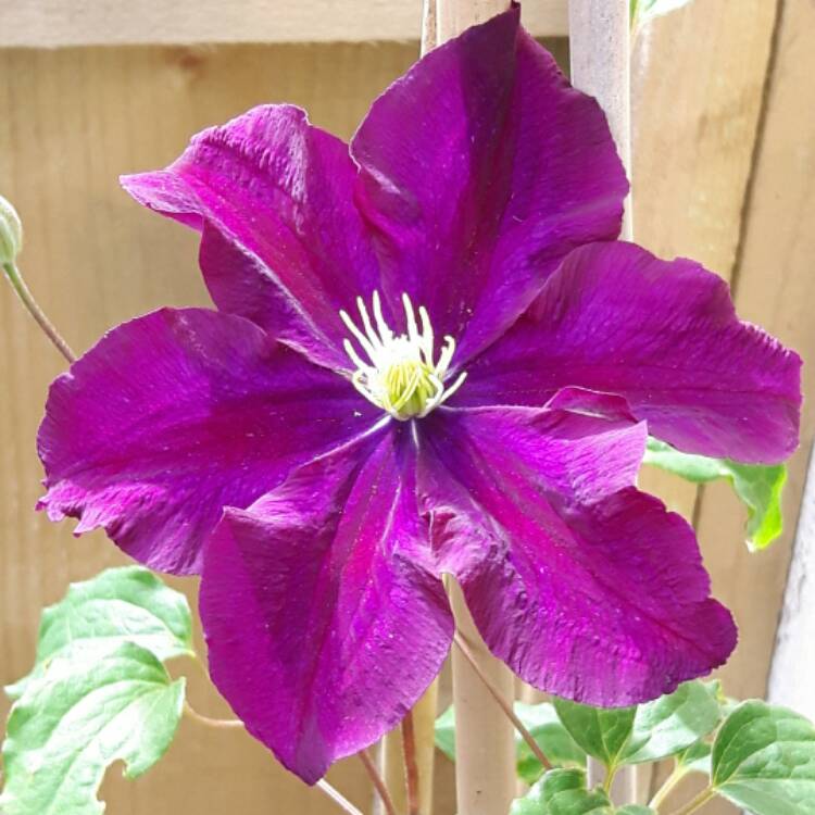 plant image 506966