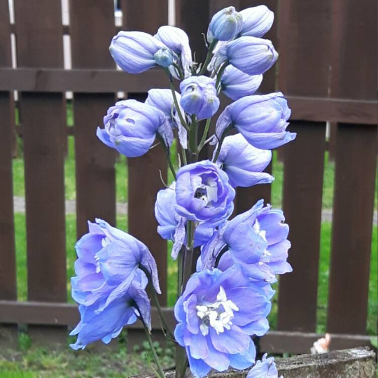 Plant image Delphinium 'Excalibur Light Blue'