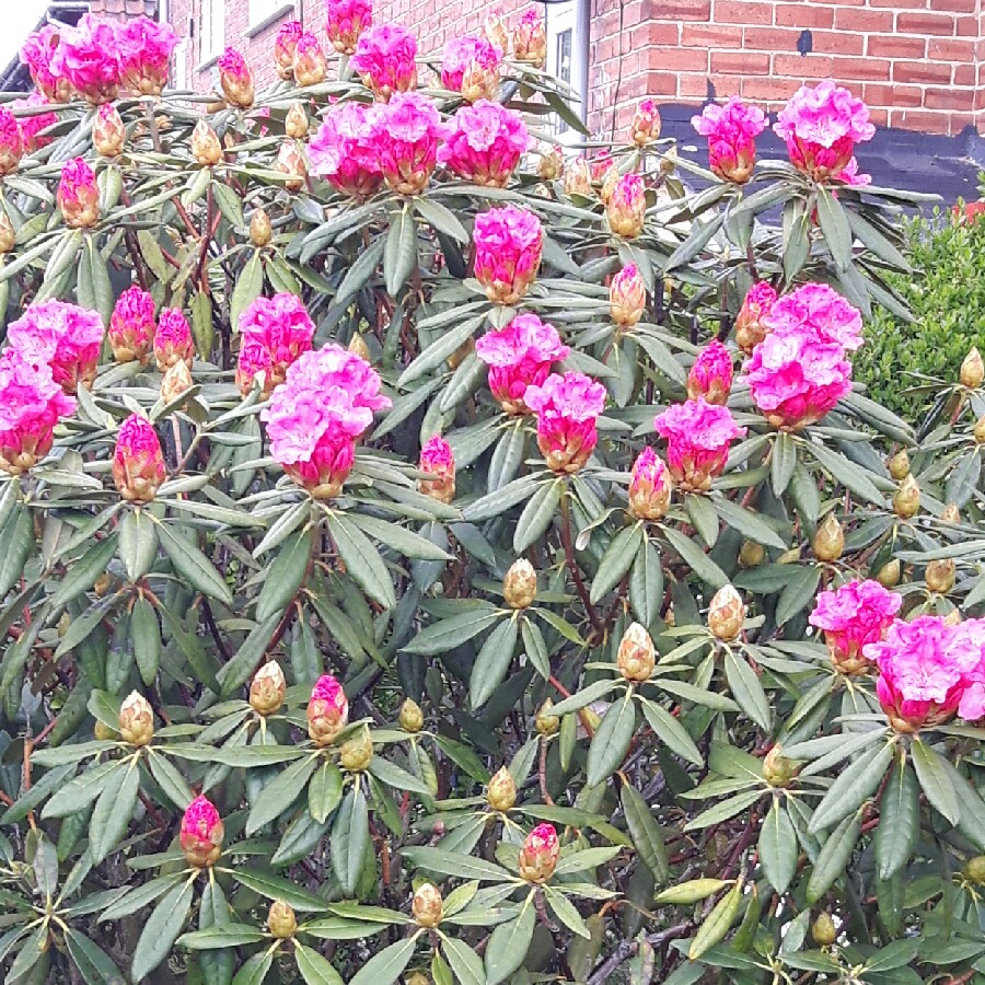 plant image 77132 plant image 77132