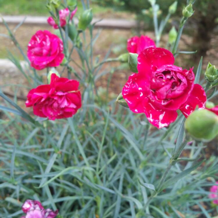 Plant image Acorus gramineus 'Variegatus'