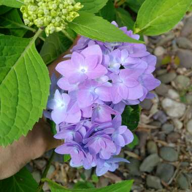 Bianca's garden