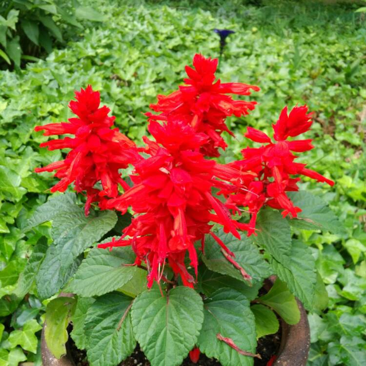 plant image 423348