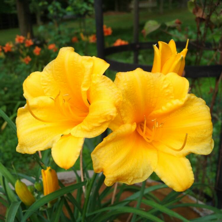 plant image 461692