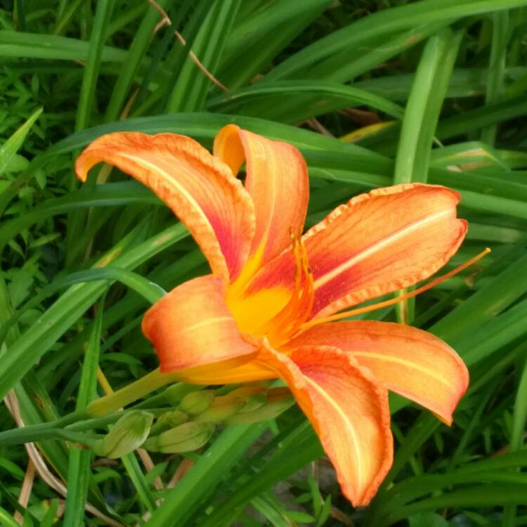 plant image 461694