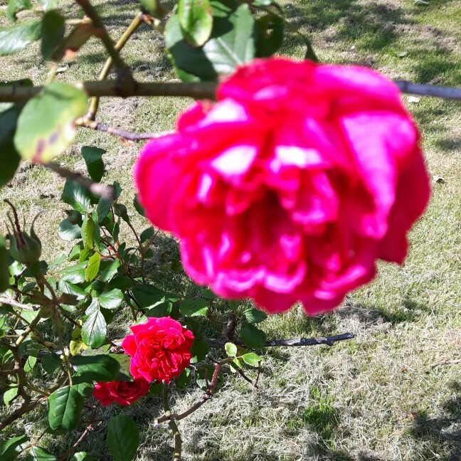 Miriam's garden