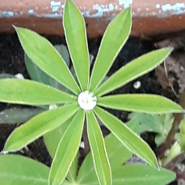 Miriam's garden