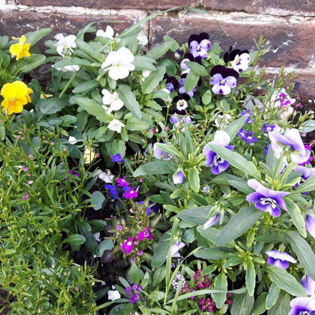 Miriam's garden