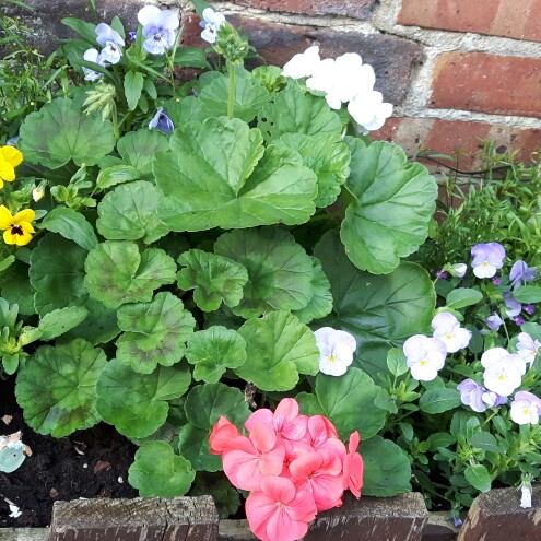 Miriam's garden