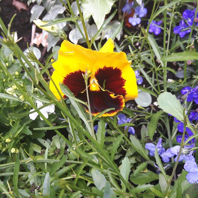 Miriam's garden