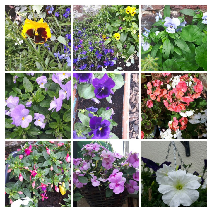 Miriam's garden