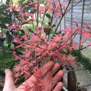 Cut Leaf Japanese Maple 'Crimson Queen'
